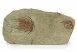Red Selenopeltis Trilobite - Fezouata Formation #254832-1